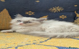 Ragdoll cats for sale: Ragdoll kitten 🌟 1 sweet girl - Image 6