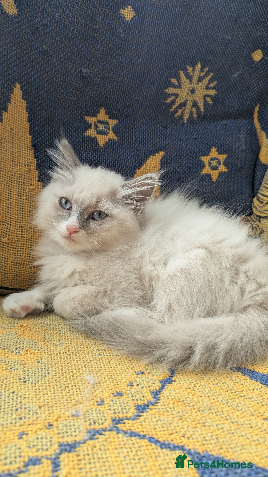 Ragdoll cats for sale: Ragdoll kitten 🌟 1 sweet girl - Image 6