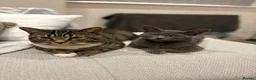 Russian Blue cats for sale: 🐾 Russian Blue/Bengal Tabby Kittens 🐾 in Fleet - Advert 12