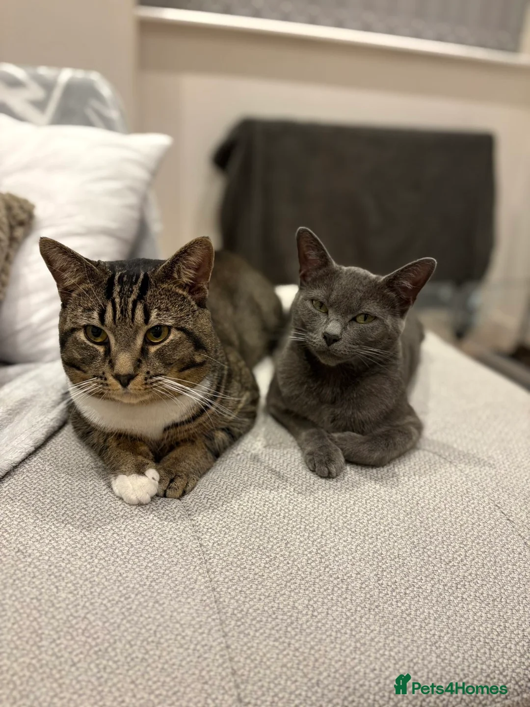 Russian Blue cats for sale: 🐾 Russian Blue/Bengal Tabby Kittens 🐾 in Fleet - Advert 12