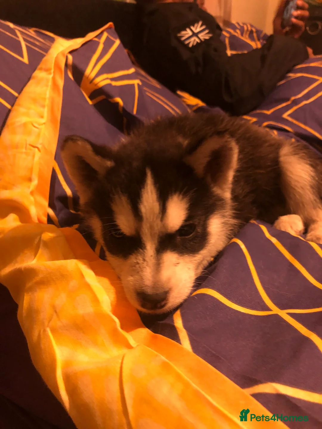 Siberian Husky dogs for sale: Pups for sale - Advert 2