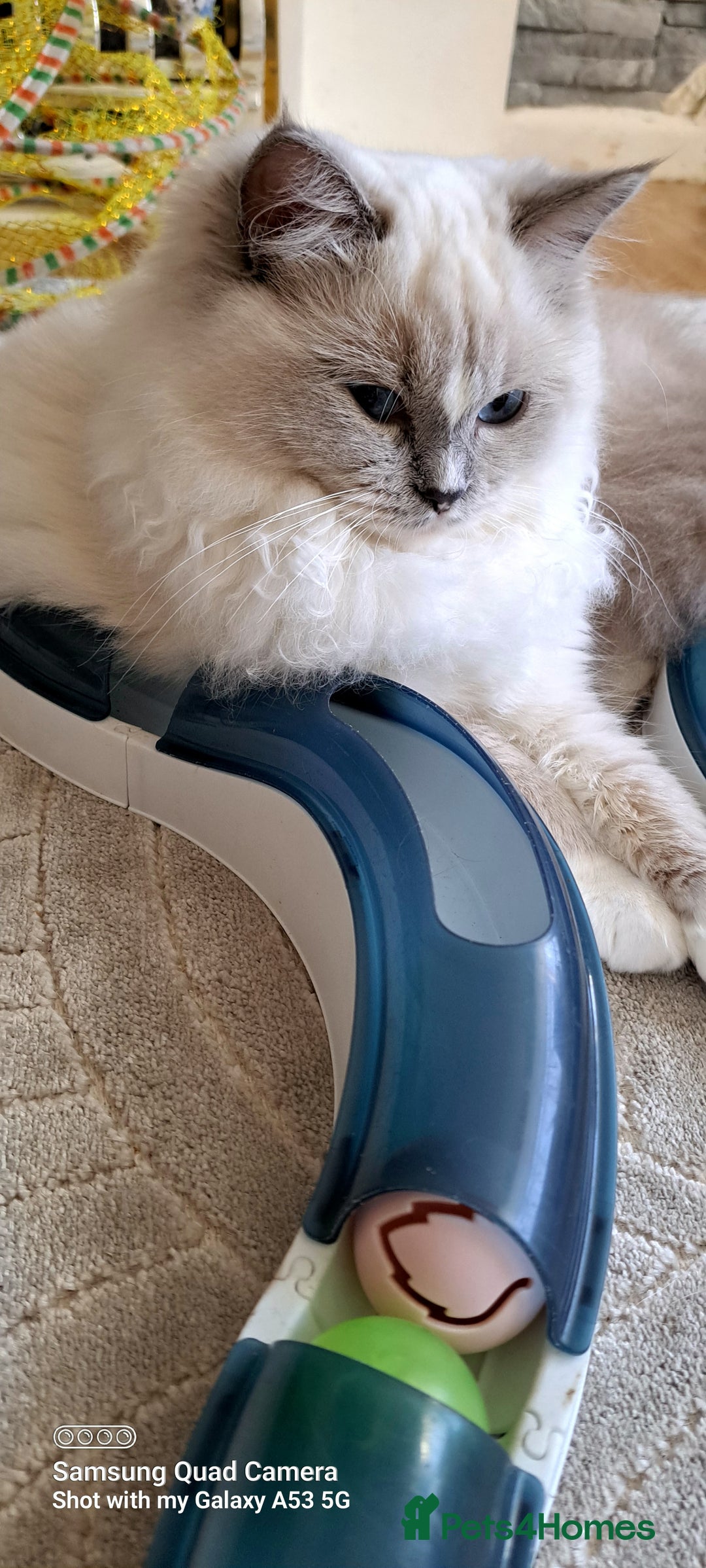 Ragdoll cats for sale: GCCF reg Ragdoll kittens  - Advert 10