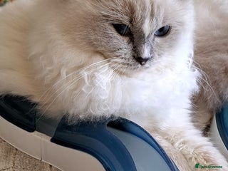 Ragdoll cats GCCF reg Ragdoll kittens - Advert 17