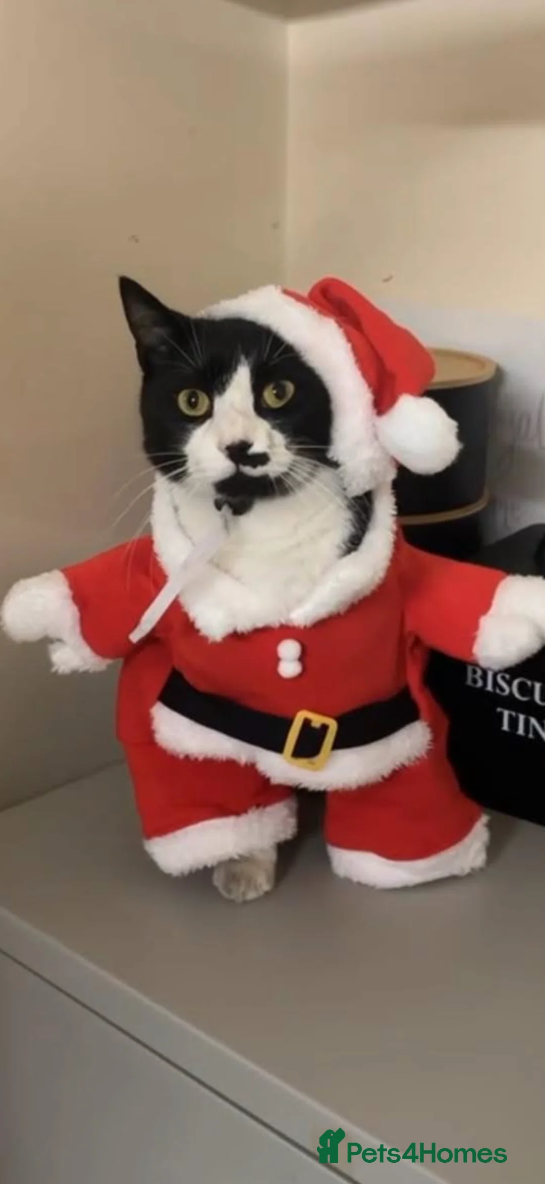 British Shorthair cats for sale: Ready to go to a loved home - FREE in Lytham Saint Annes - Advert 3