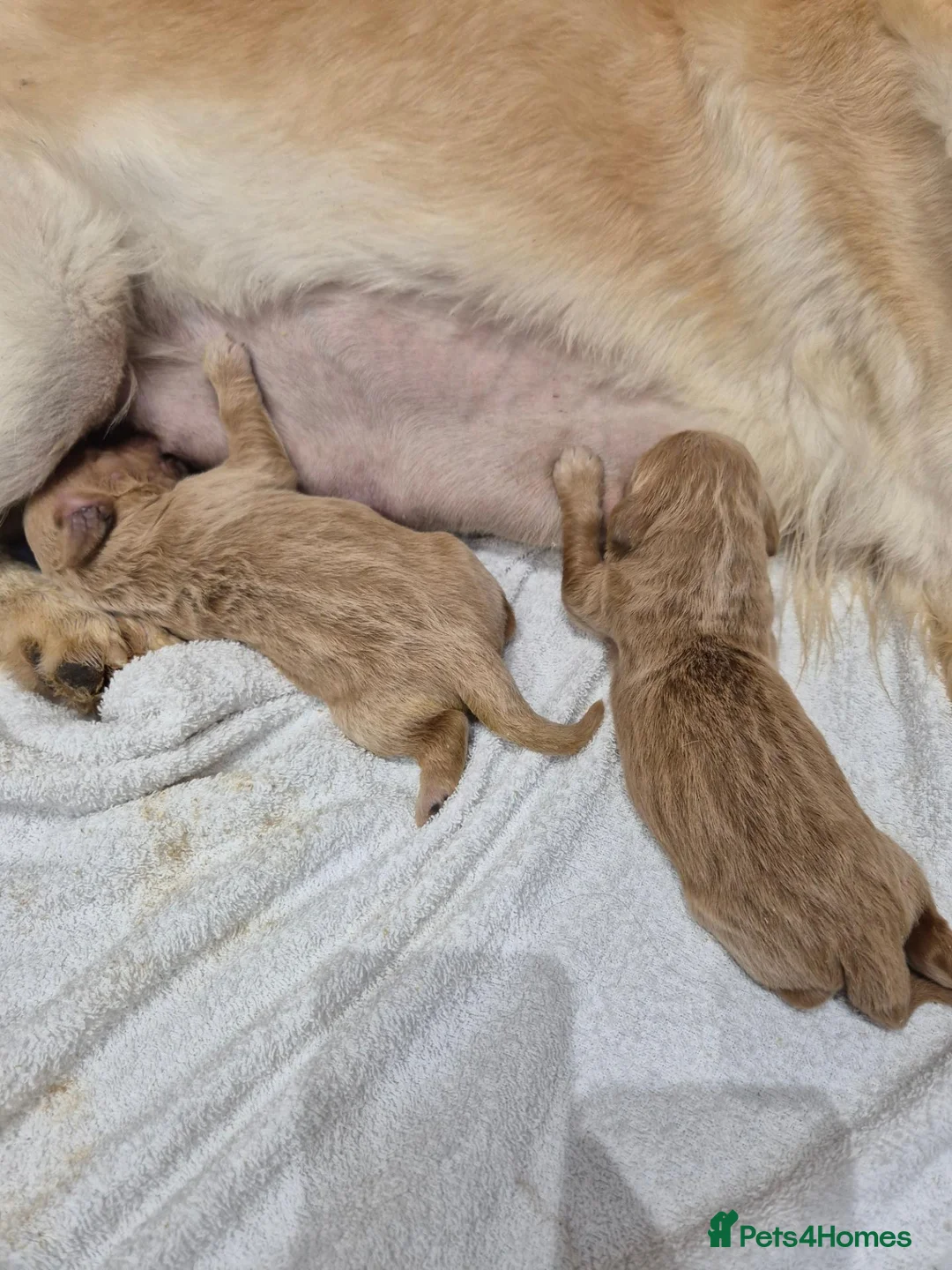 Goldendoodle dogs for sale: F1 Goldendoodle's - Advert 2