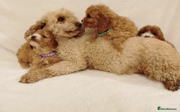 Cavapoo dogs for sale: Cavapoo puppies. - Image 9