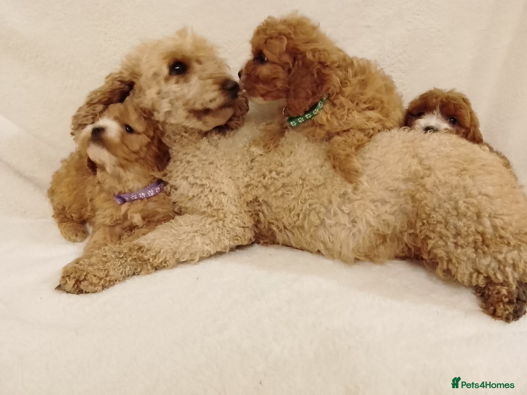 Cavapoo dogs for sale: Cavapoo puppies. - Image 9