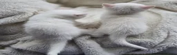 British Longhair cats for sale: Most Beautiful British Longhair Kittens - Advert 14