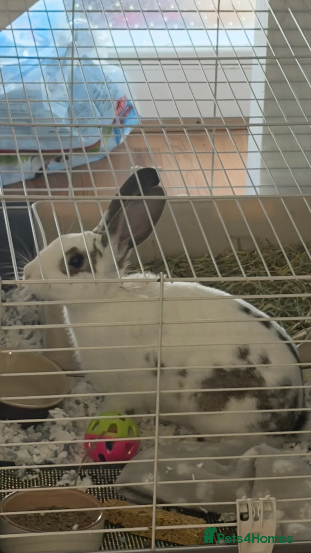 Mixed Breed rabbits for sale: Beautiful Rabbit ready to be rehomed  - Advert 4
