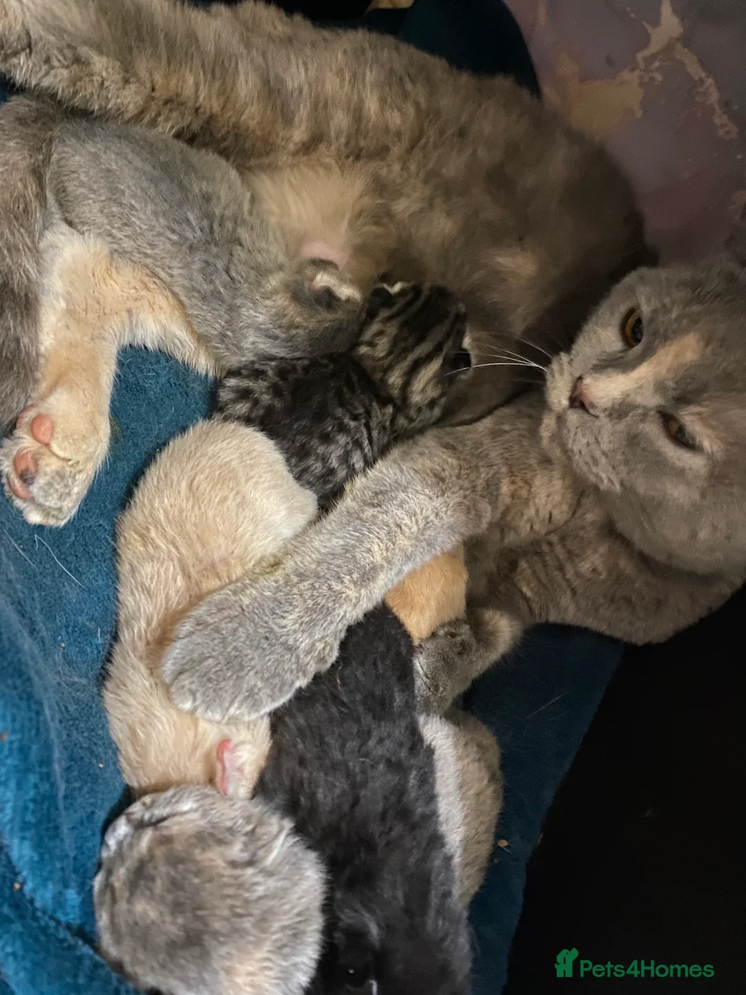 British Shorthair cats for sale: British shorthair kittens  - Advert 14