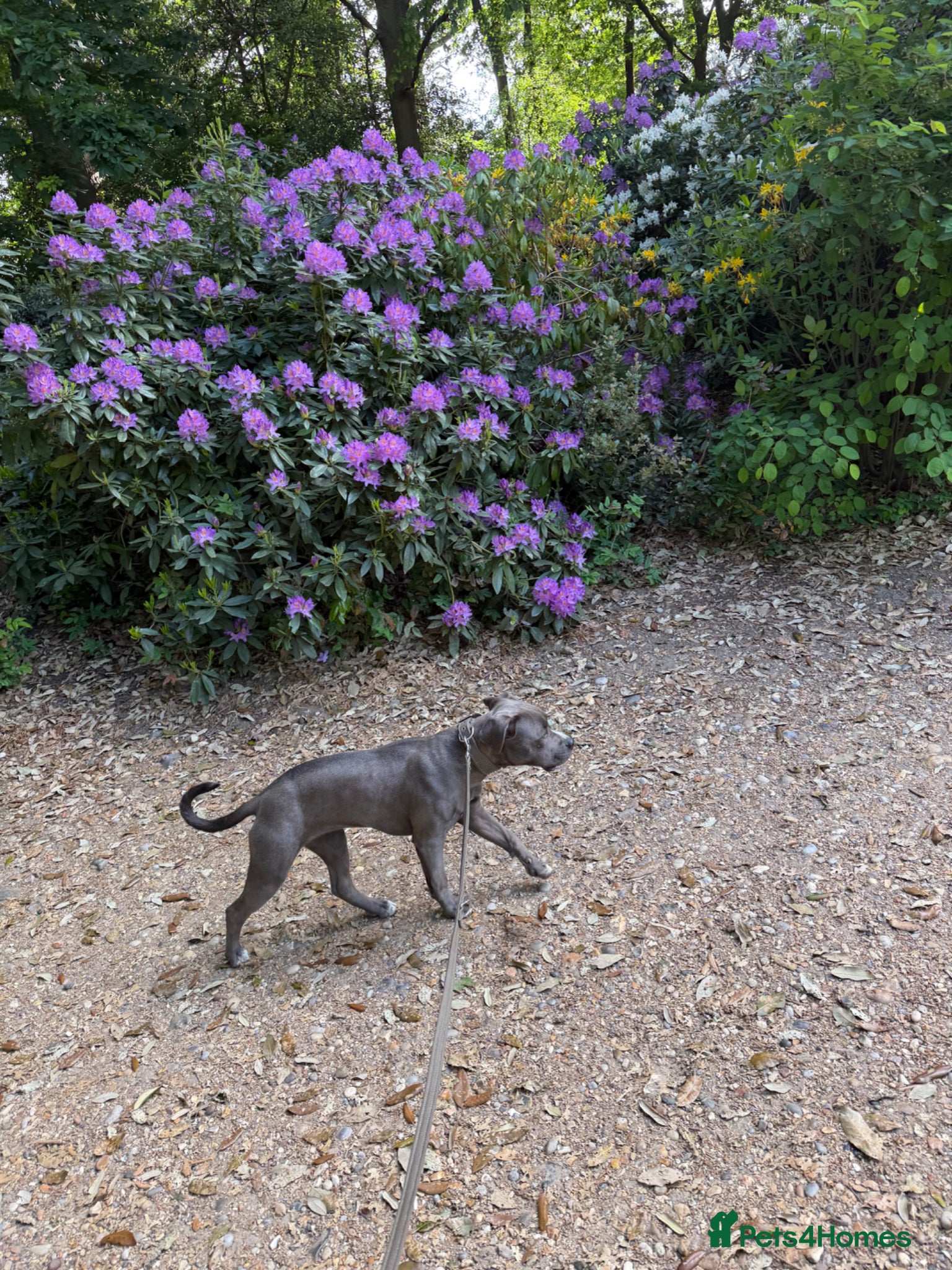 American Bull Staffy dogs for sale: Uma - staffy mix in London - Advert 4