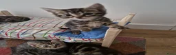 Mixed Breed cats for sale: Kittens looking for their forever home in London - Advert 16