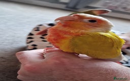 Conures birds for sale: Beautiful fully hand reared conure baby's  - Image 5
