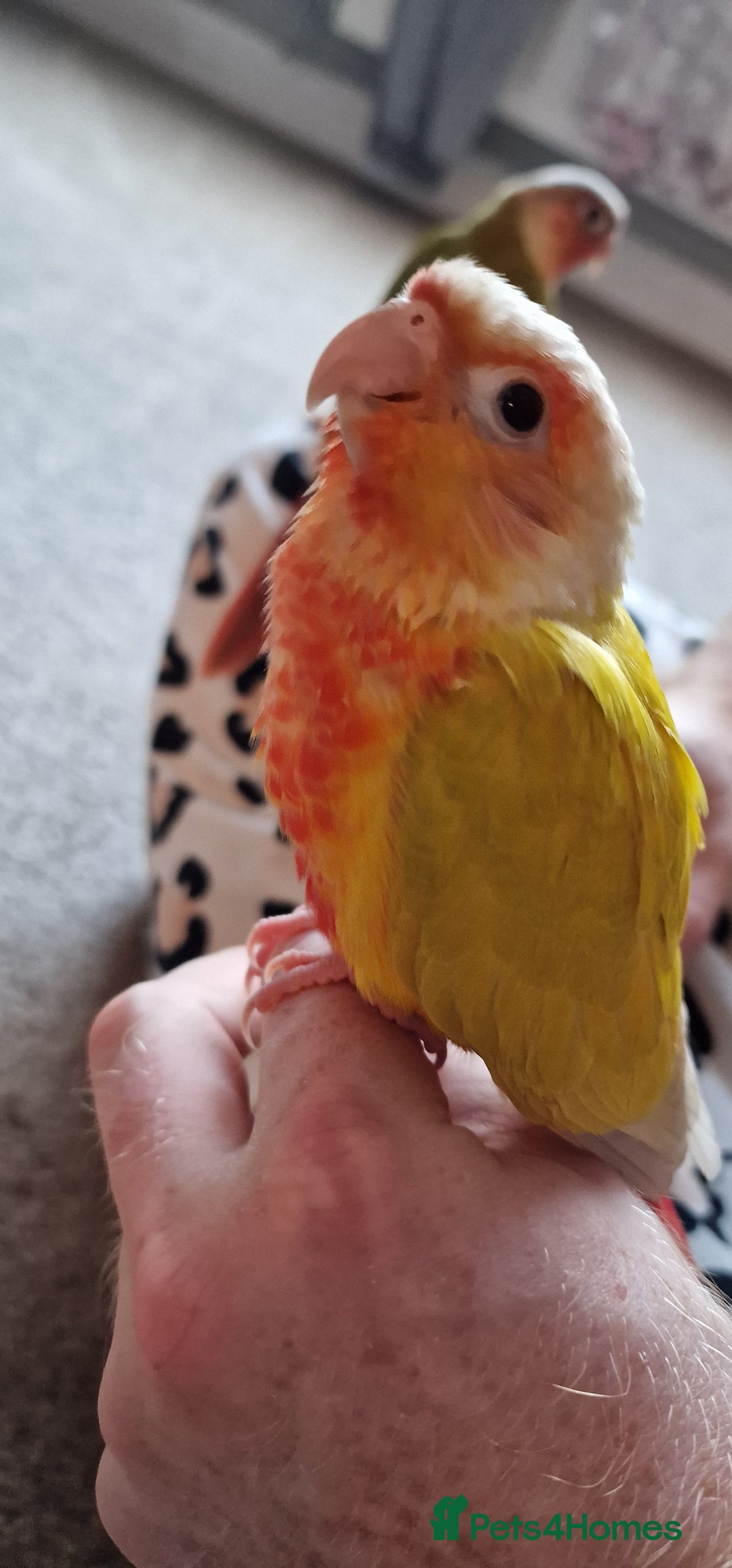Conures birds for sale: Beautiful fully hand reared conure baby's  - Image 5