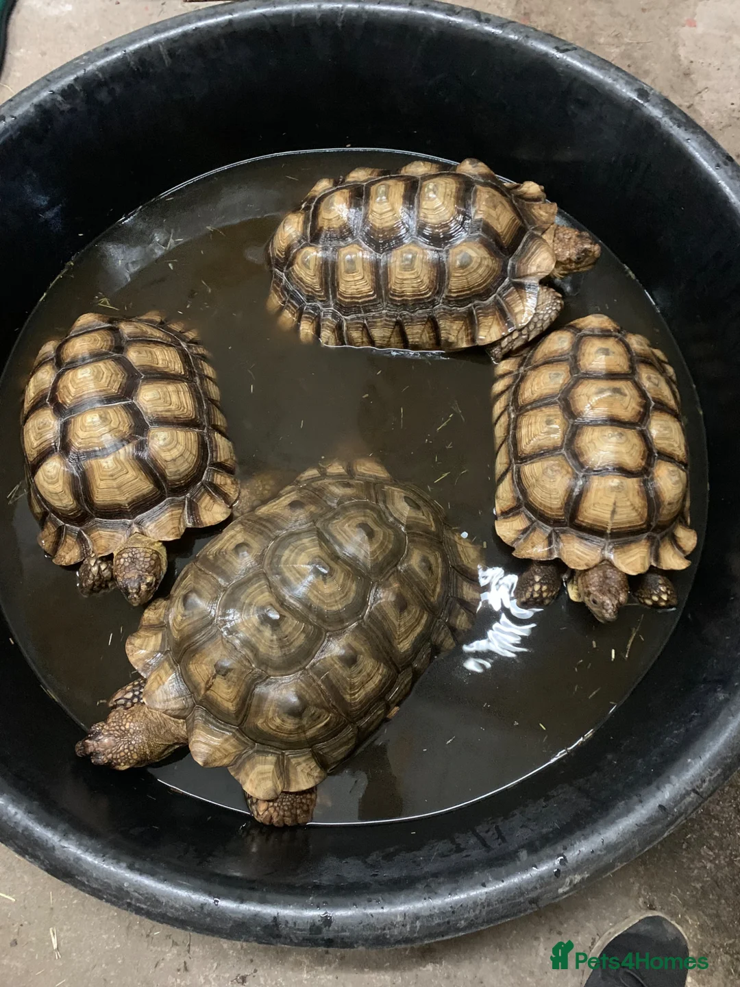 Tortoise reptiles for sale: Home For Unwanted Tortoises - Advert 6