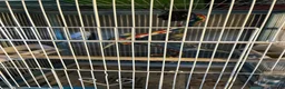 Budgerigars birds for sale: Baby budgie  - Advert 1