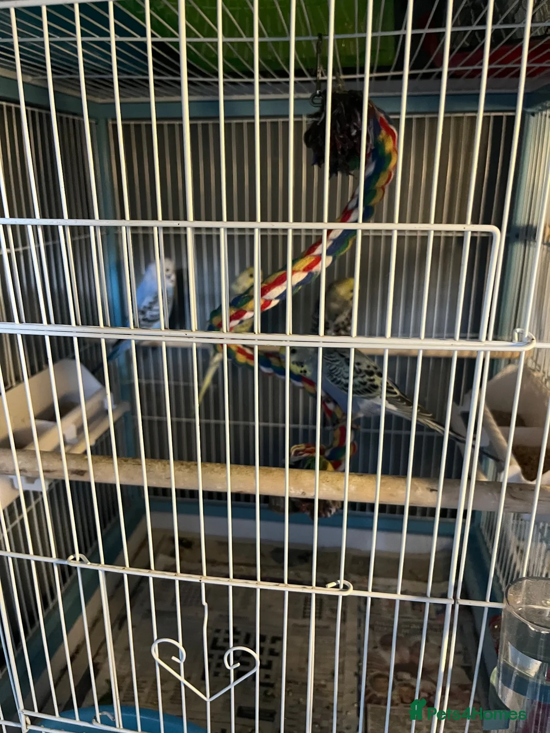 Budgerigars birds for sale: Baby budgie  - Advert 1