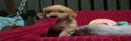 Golden Retriever dogs for sale: READY TO LEAVE Litter of Golden Retriever puppies - Advert 25