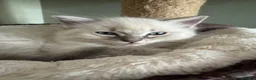 Ragdoll cats for sale: Male ragdoll - Advert 4
