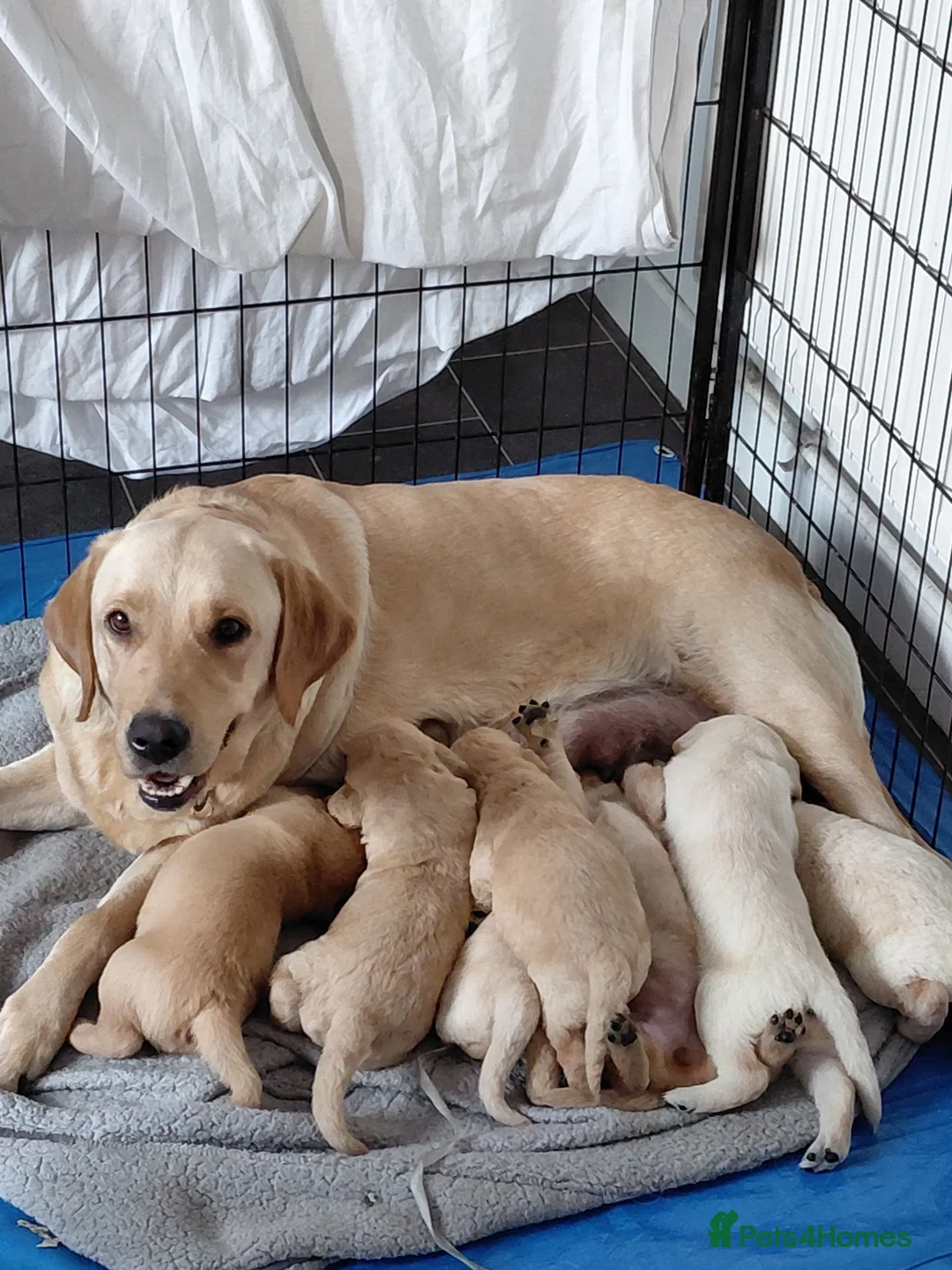 Labrador Retriever dogs for sale: LAST GIRL AVAILABLE READY TO LEAVE  - Advert 2