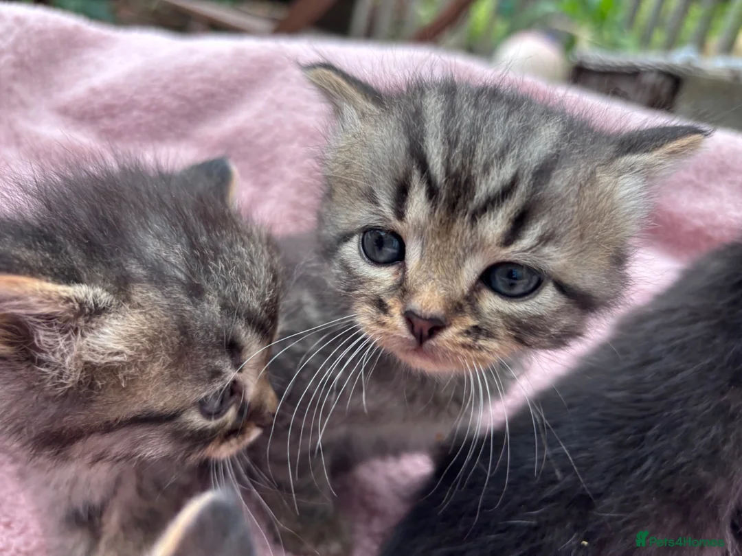 British Shorthair cats for sale: Friendly Tabby kittens  - Advert 1
