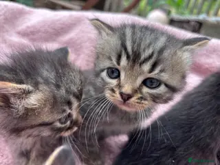 British Shorthair cats Friendly Tabby kittens - Advert 1