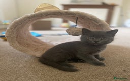 Russian Blue cats for sale: Gorgeous Russian blue/British Shorthair kittens - Advert 17