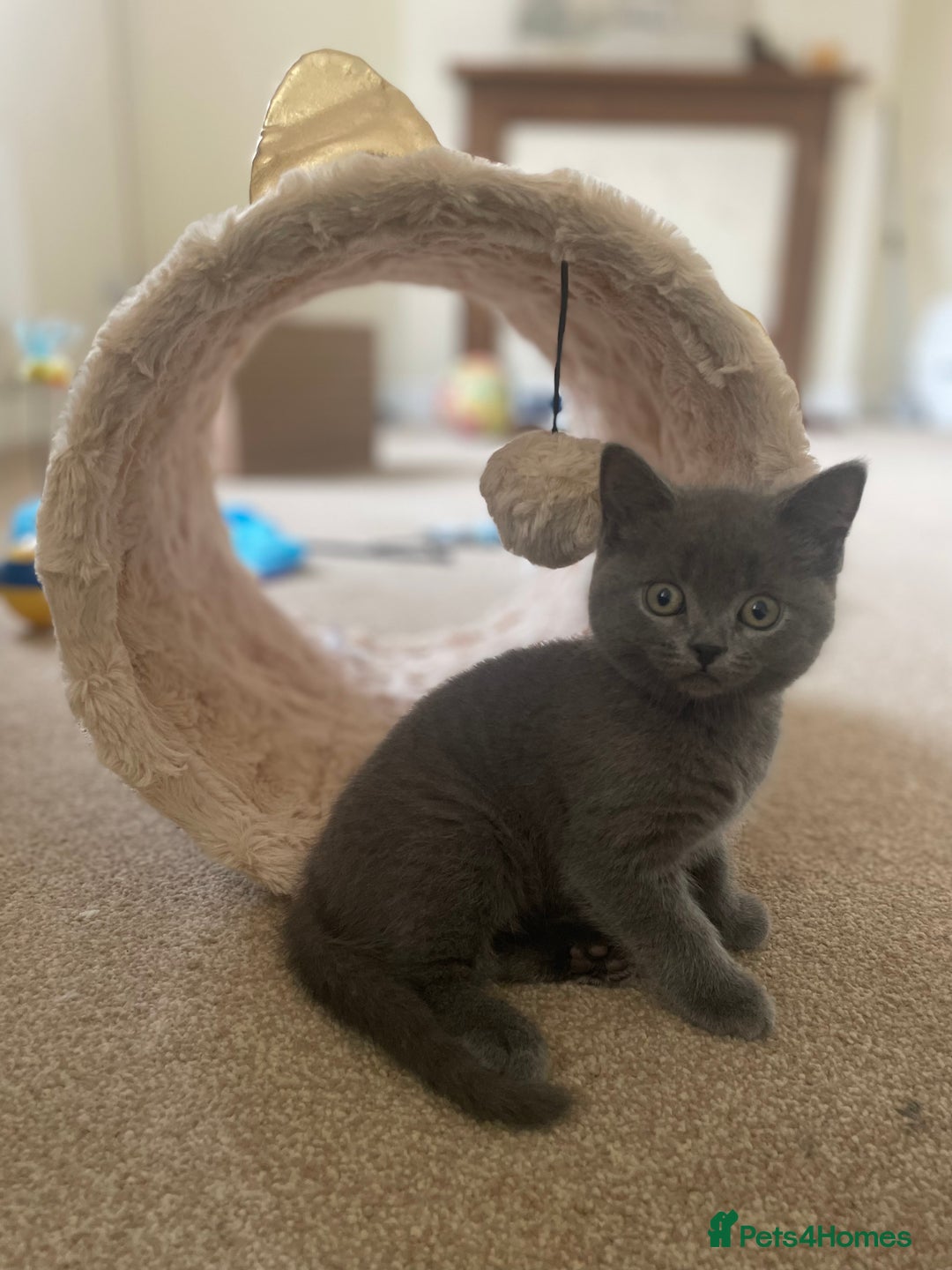 Russian Blue cats for sale: Gorgeous Russian blue/British Shorthair kittens - Advert 17