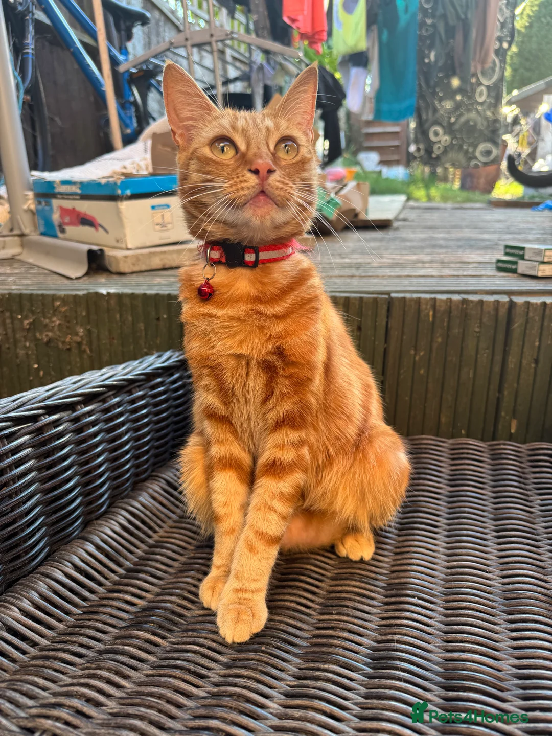 Mixed Breed cats for sale: Rehousing due to difficult circumstances  - Advert 4