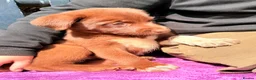 Borador dogs for sale: Beautiful Labrador x border collie pup  - Advert 4