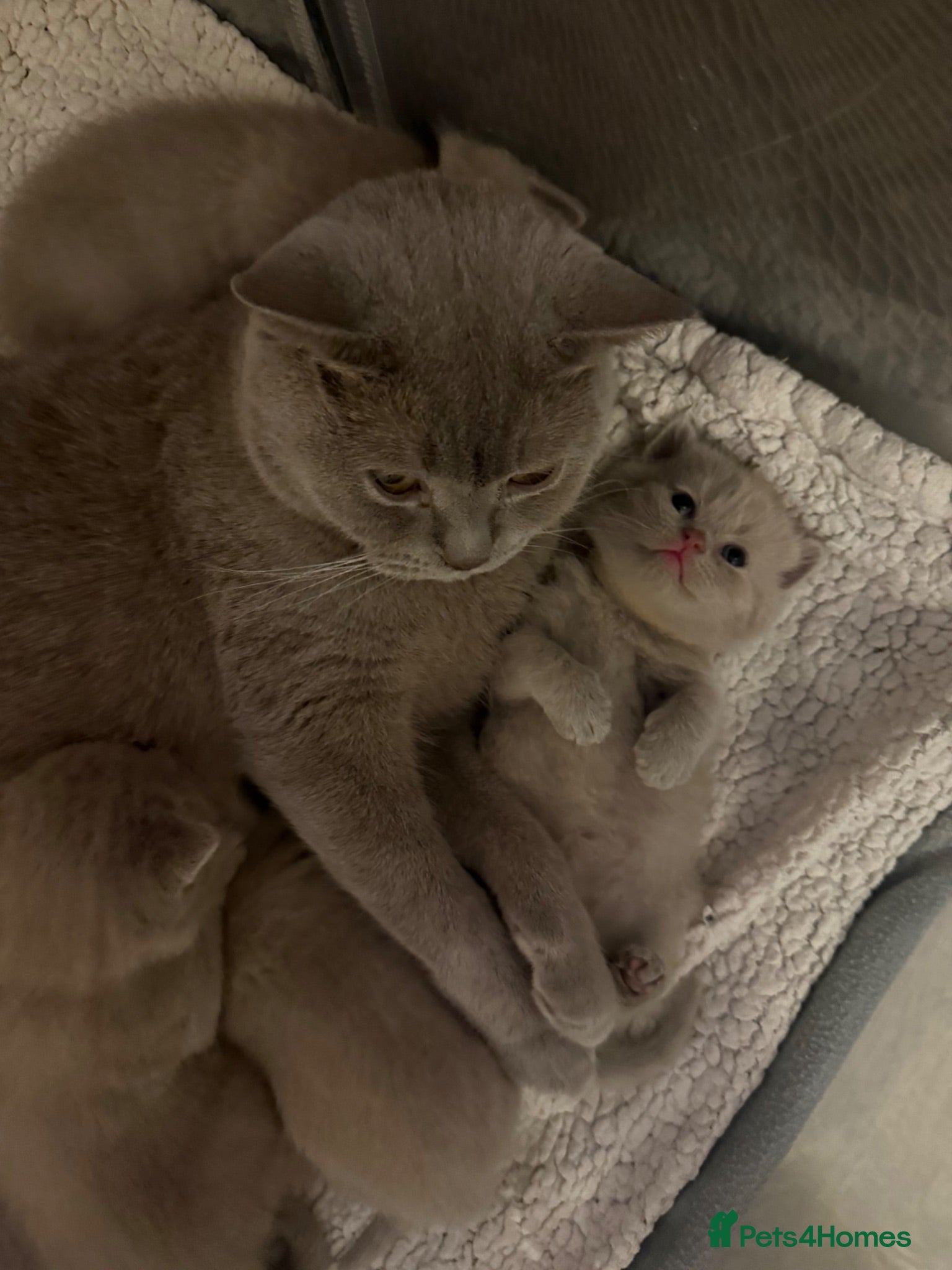 British Shorthair cats Supreme Champion Line British Shorthair Kittens - Advert 1