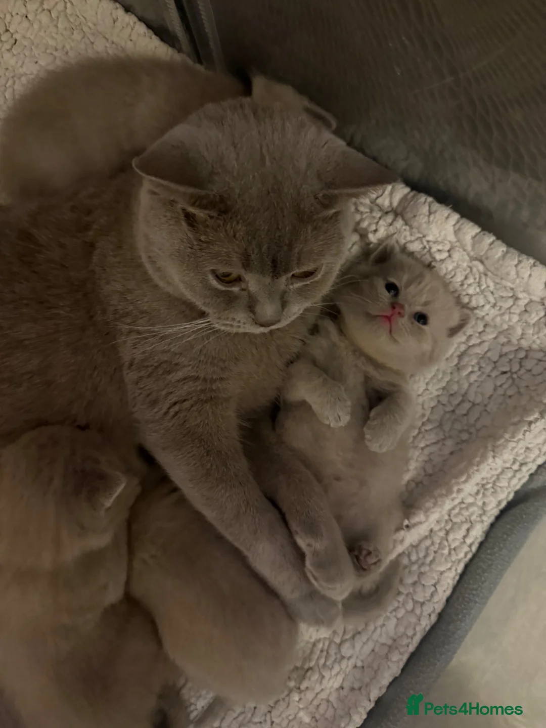 British Shorthair cats for sale: Supreme Champion Line British Shorthair Kittens - Advert 2