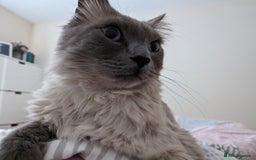 Ragdoll cats for sale: Freddie the ragdoll  - Image 10