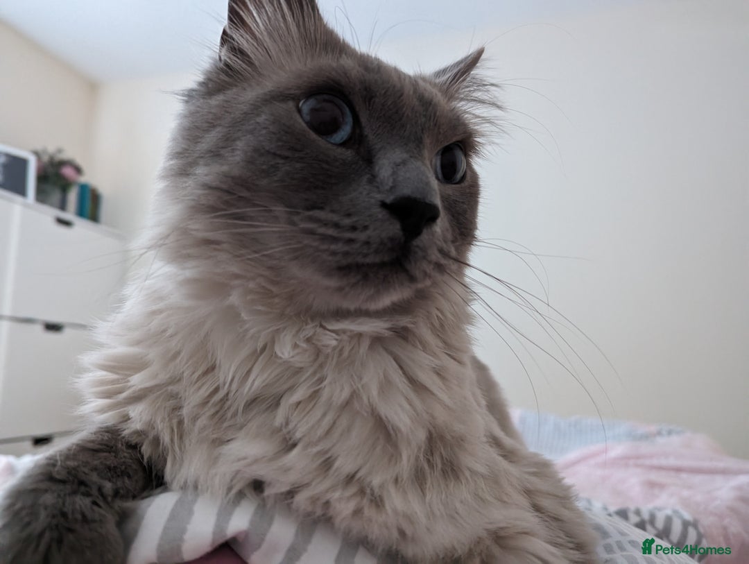 Ragdoll cats for sale: Freddie the ragdoll  - Image 10