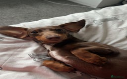 Dachshund dogs for sale: Sausage dog  - Advert 6