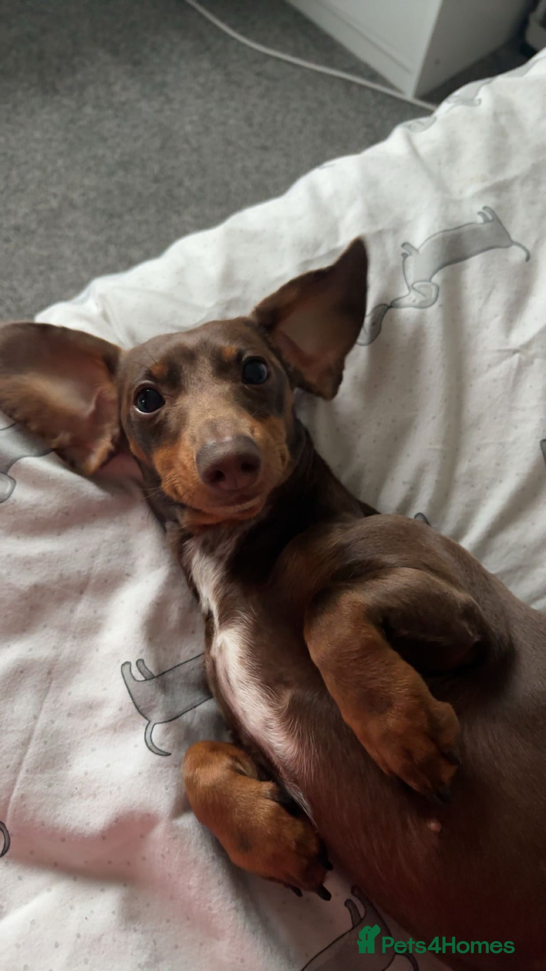 Dachshund dogs for sale: Sausage dog  - Advert 6