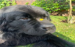 Newfoundland dogs for stud: Newfoundland stud  - Image 9
