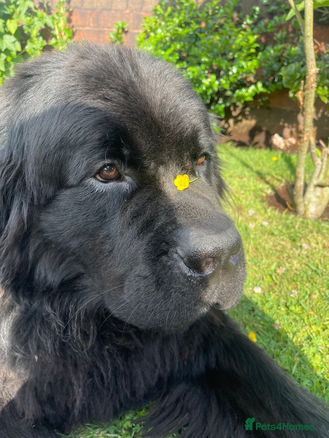 Newfoundland dogs for stud: Newfoundland stud  - Image 9