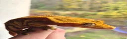 Gecko reptiles for sale: Adult female Crested Gexko  - Advert 3