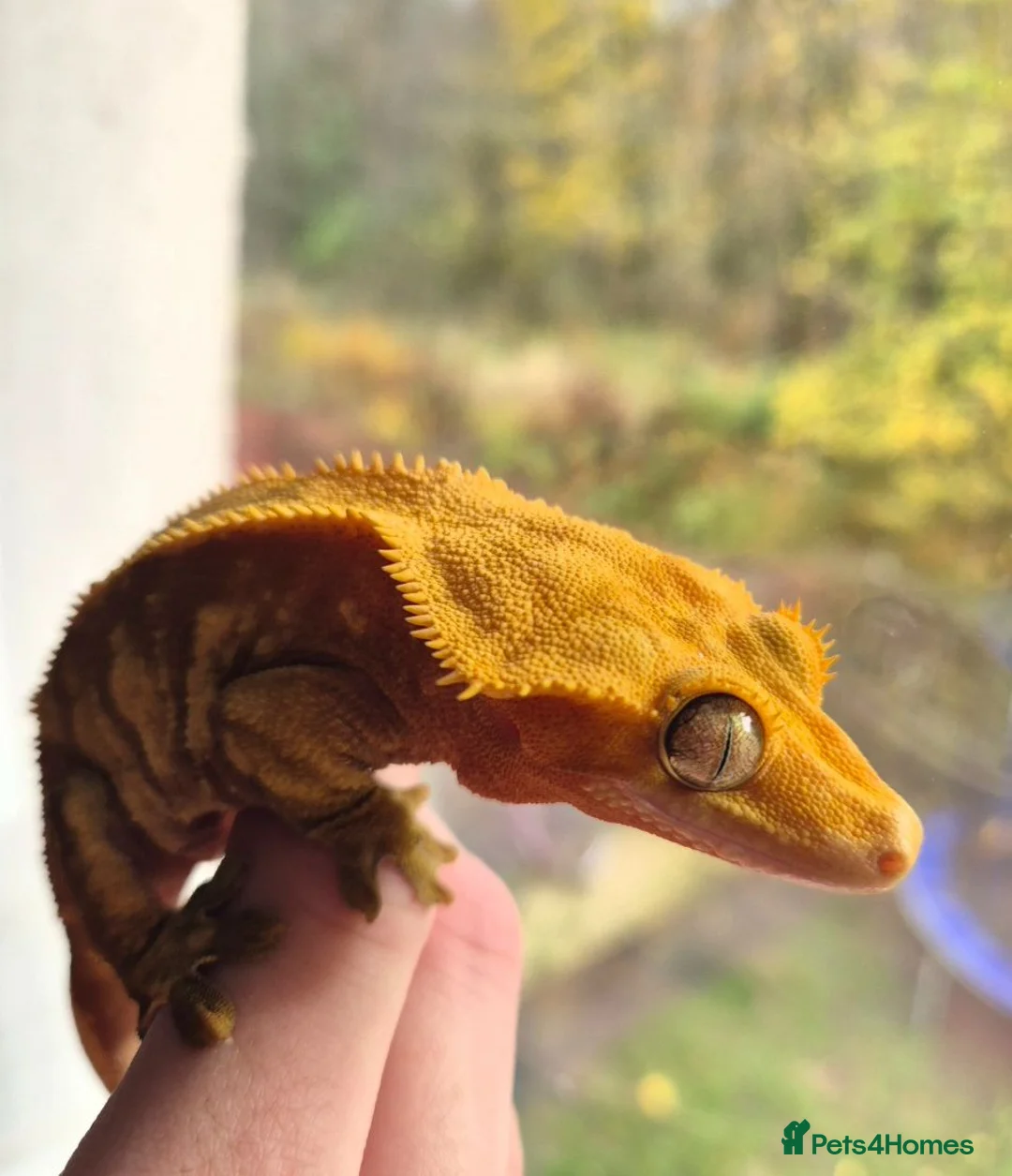 Gecko reptiles for sale: Adult female Crested Gexko  - Advert 3