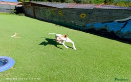 Mixed Breed dogs for adoption: ANJO  - Image 7