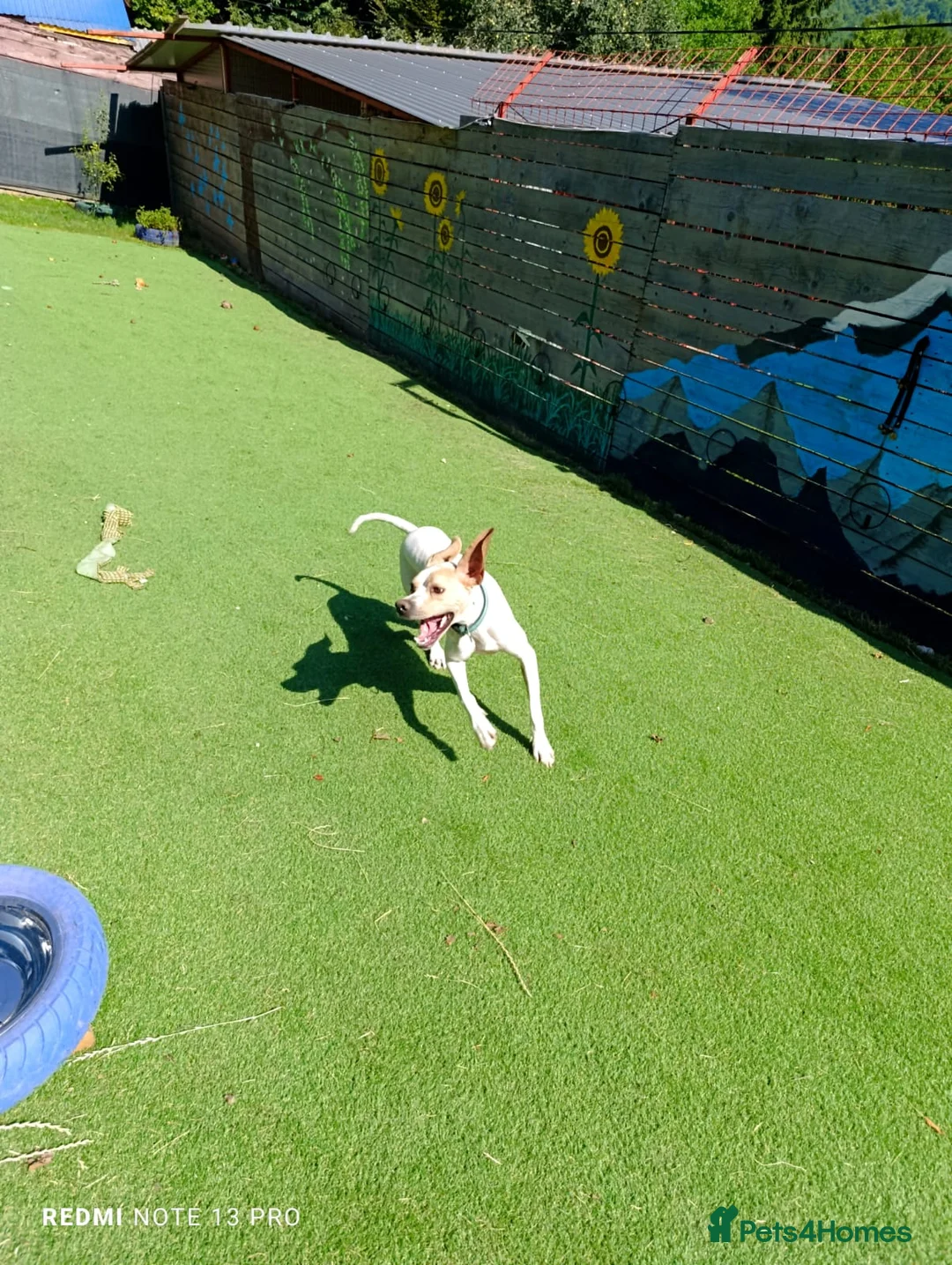 Mixed Breed dogs for adoption: ANJO  - Advert 7