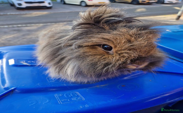 Lionhead rabbits - Advert 14