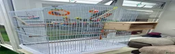 Budgerigars birds for sale:     3 Stunning Budgies with Cage & Accessories in Dewsbury - Advert 5