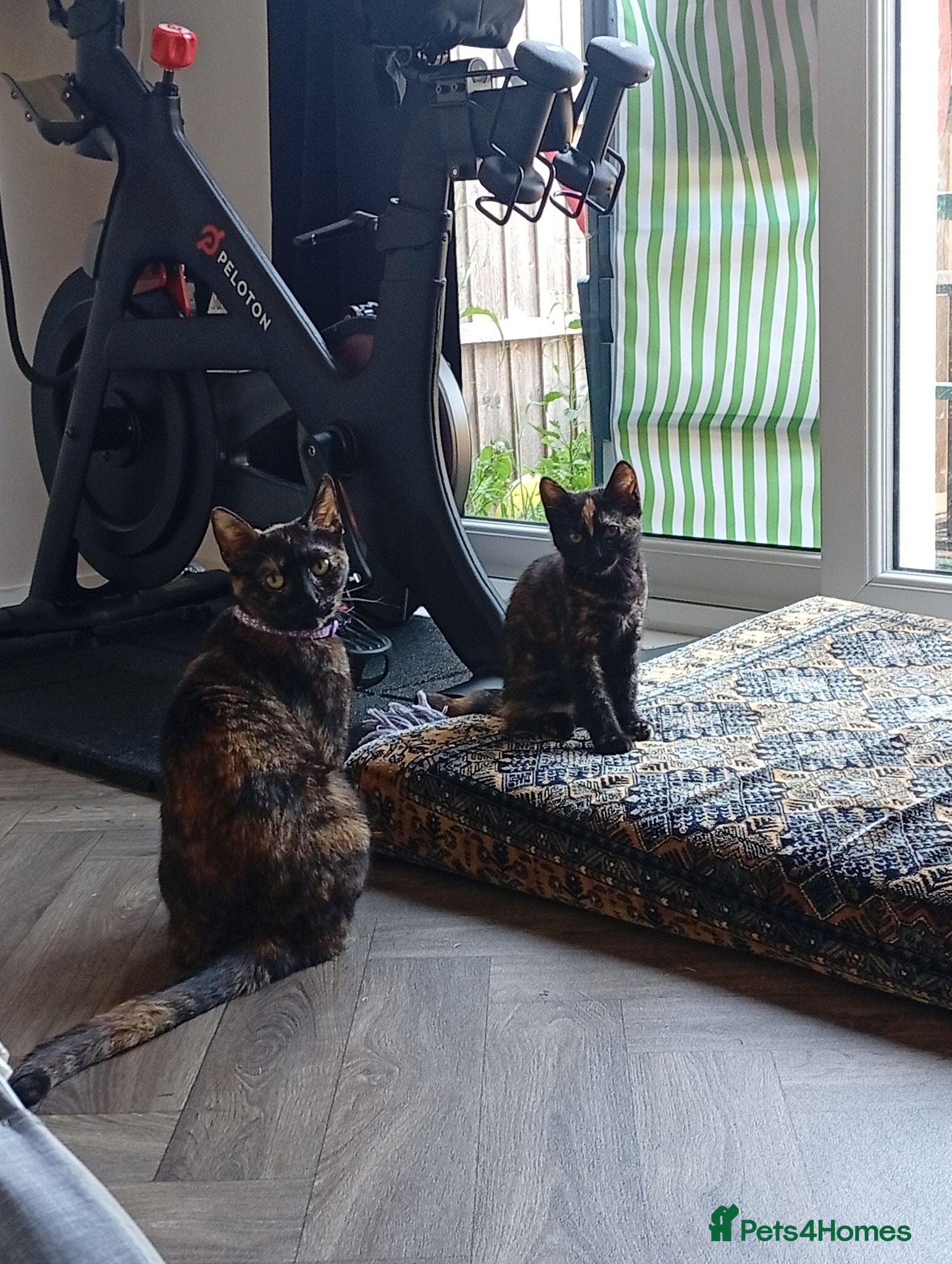 Mixed Breed cats Beautiful mother n daughter duo - Advert 16