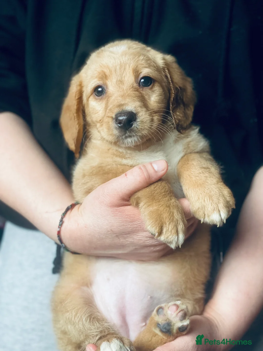 Mixed Breed dogs for sale: Labrador X Sproodle - Advert 21