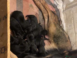 German Shepherd dogs Amazing german shepherd pups - Advert 16