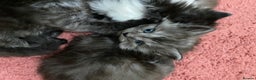 Ragdoll cats for sale: 6 beautiful ragdoll x maincoon kittens  - Advert 4