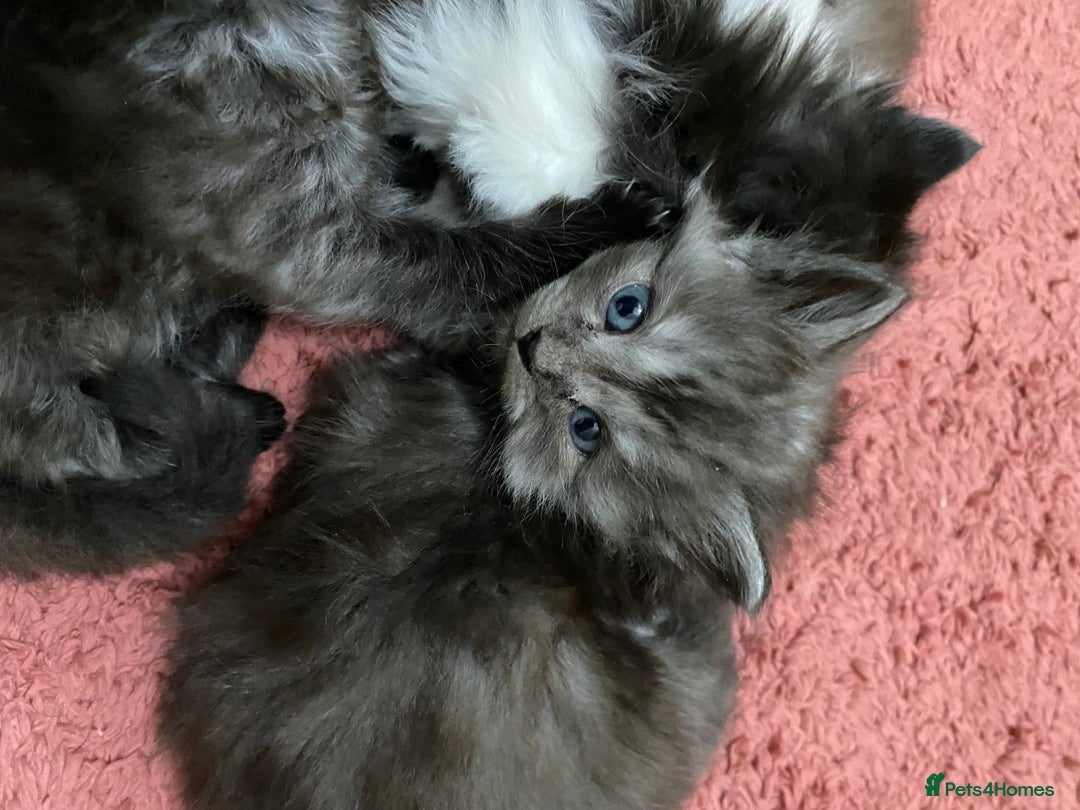 Ragdoll cats for sale: 6 beautiful ragdoll x maincoon kittens  - Advert 4