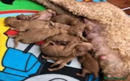 Miniature Poodle dogs for stud: Deep Red Miniature Poodle Stud   in Romford - Image 7